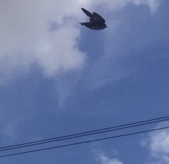 Pygochelidon cyanoleuca