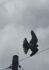 Pygochelidon cyanoleuca