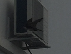 Pygochelidon cyanoleuca