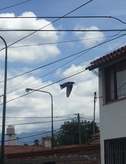 Pygochelidon cyanoleuca