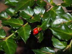 Damnacanthus indicus indicus