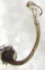 Stethorus bifidus