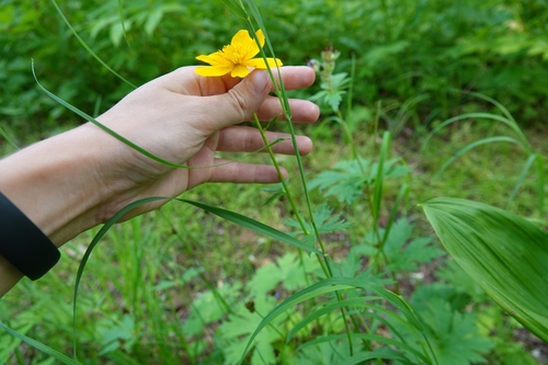 Image of Trollius riederianus by (c) Валерия Ковалева, some rights reserved (CC BY)