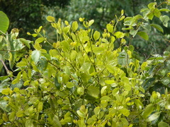 Phoradendron racemosum