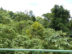 Phoradendron racemosum