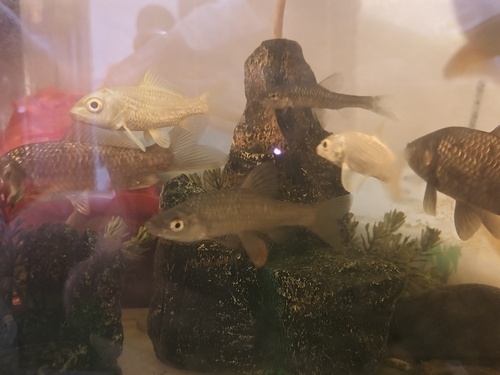 Topmouth Gudgeon