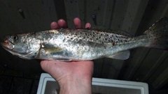 Cynoscion nebulosus