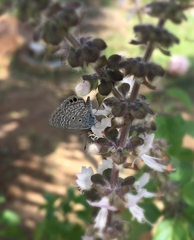 Hemiargus ceraunus astenidas