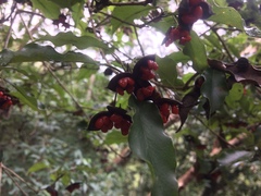 Pittosporum illicioides