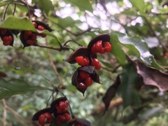 Pittosporum illicioides