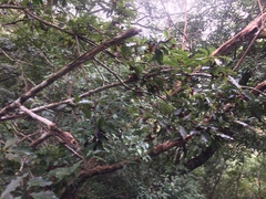 Pittosporum illicioides