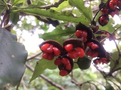 Pittosporum illicioides