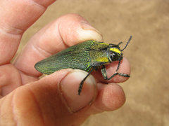 Steraspis