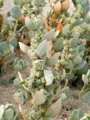 Atriplex