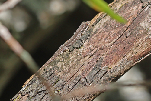 Orange-spotted Day Gecko
