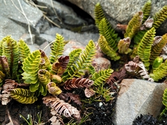 Polystichum andinum