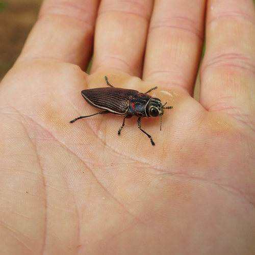 Lampetis impressa · iNaturalist