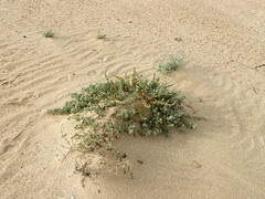 Atriplex