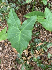 Xanthosoma sagittifolium