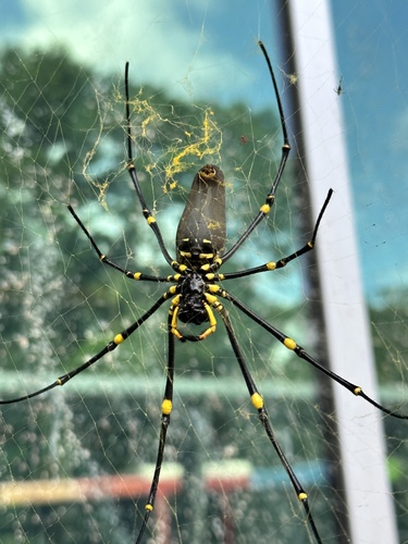 Giant Golden Orbweaver photo 3