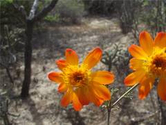 Adenophyllum speciosum