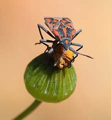 Spilostethus crudelis