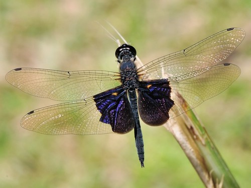 Phantom Flutterer