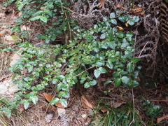 Damnacanthus indicus indicus