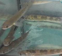 Emperor Snakehead photo 4