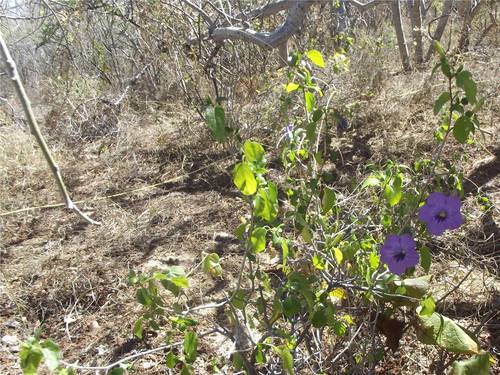 Ruellia californica