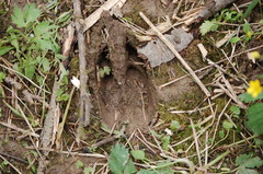 Cervus canadensis sibiricus