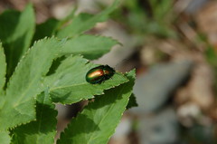 Oreina sulcata basilea