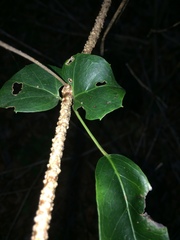 Rhoicissus sessilifolia