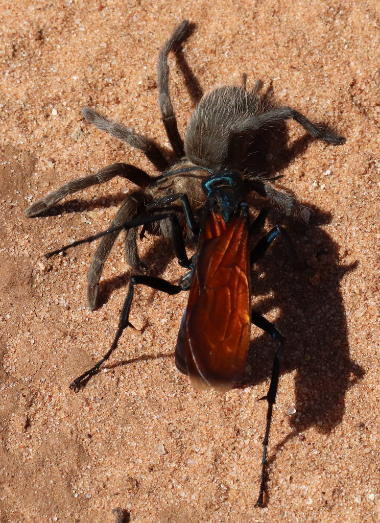 Texas Black Spot Tarantula from Hockley County, TX, USA on July 17 ...