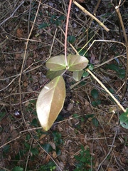 Rhoicissus sessilifolia