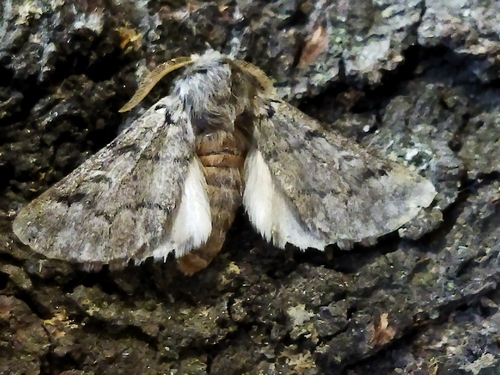 Pine processionary moth