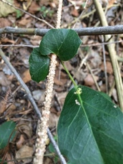 Rhoicissus sessilifolia