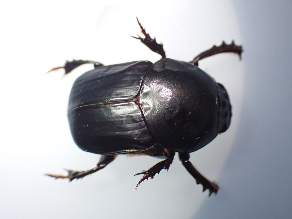 Onitis falcatus from Tai Mo Shan, Hong Kong on July 14, 2023 at 01:05 ...