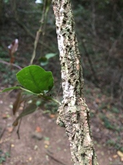 Rhoicissus sessilifolia