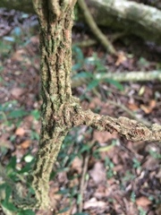 Rhoicissus sessilifolia