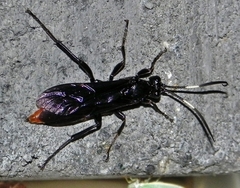 Protichneumon grandis