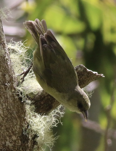 Mana-Akepakleidervogel (Loxops mana)