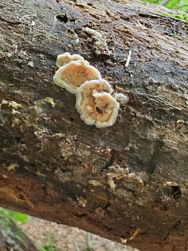 観察された菌類