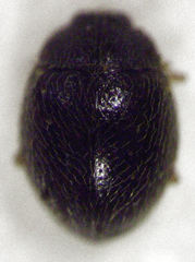 Stethorus bifidus
