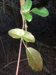 Rhoicissus sessilifolia