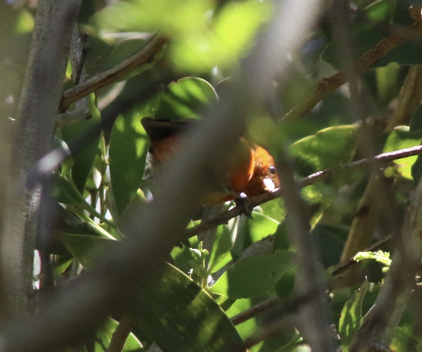 Hawaii Akepa (Loxops coccineus), photo 7