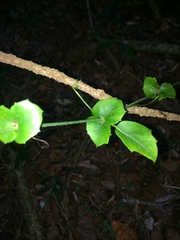 Rhoicissus sessilifolia