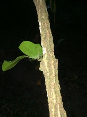 Rhoicissus sessilifolia