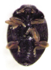 Stethorus bifidus