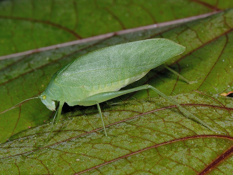 Pelerinus